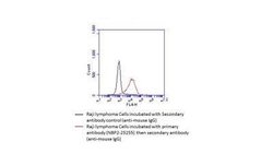 B7-1/CD80 Antibody (62N3G8) - Azide and BSA Free, Novus Biologicals 0.1